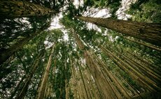 UK must grow more of its own wood to meet climate goals - new research